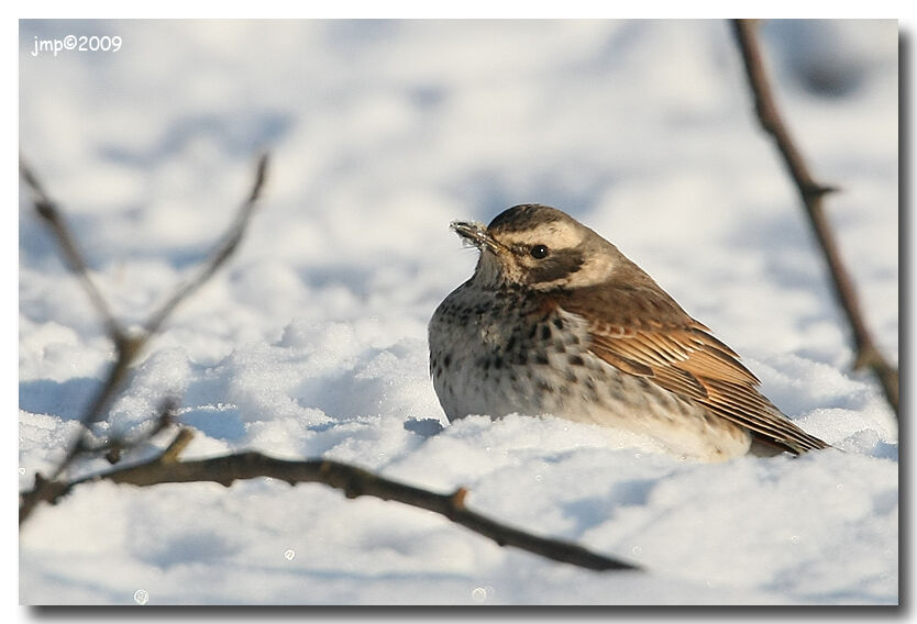 Dusky Thrush