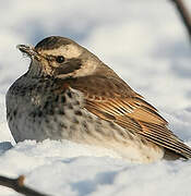 Dusky Thrush