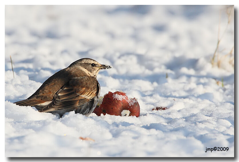 Dusky Thrush