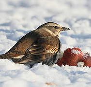 Dusky Thrush