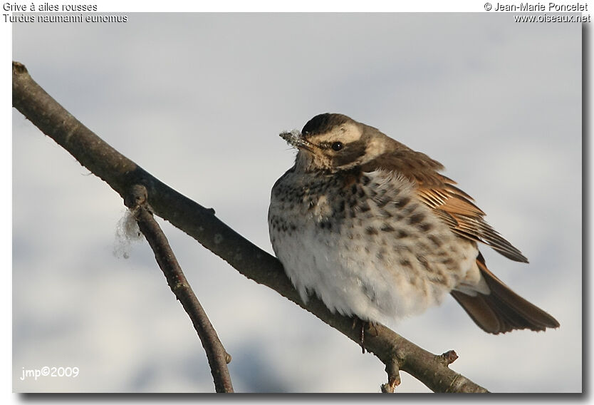 Dusky Thrush