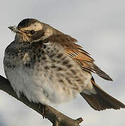 Dusky Thrush