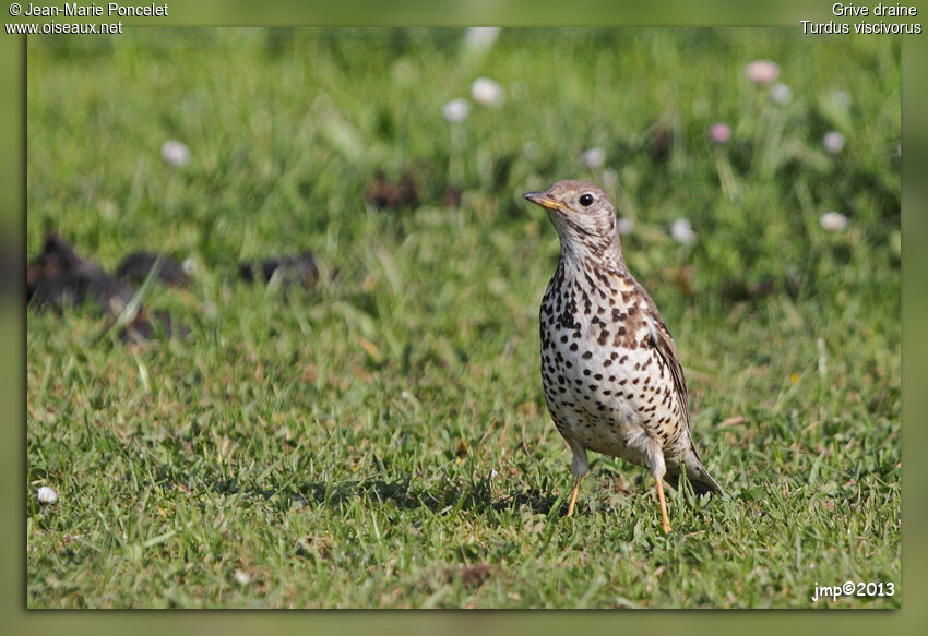 Mistle Thrush