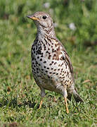 Mistle Thrush