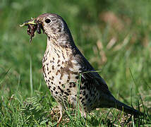 Mistle Thrush