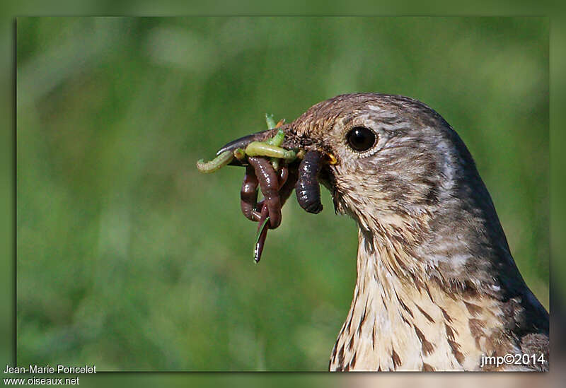 Mistle Thrushadult, feeding habits