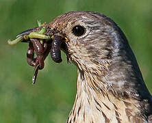 Mistle Thrush