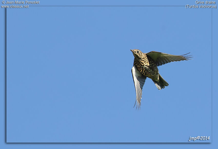 Mistle Thrush