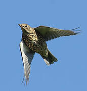 Mistle Thrush