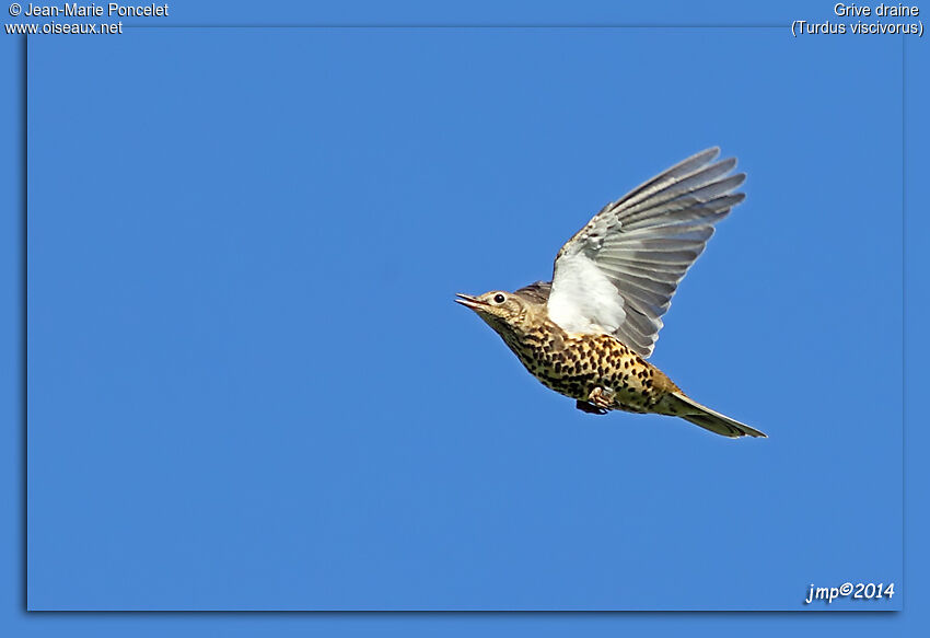 Mistle Thrush