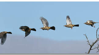 Mistle Thrush