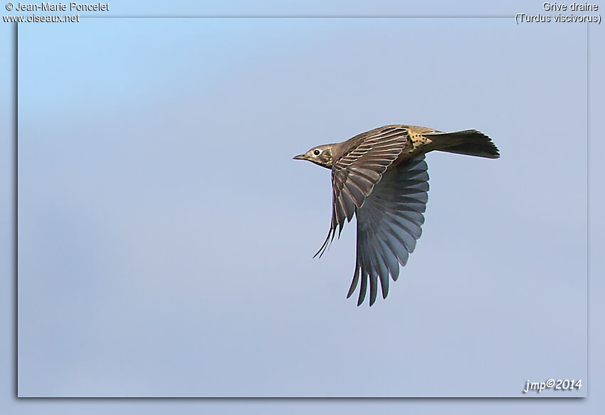 Mistle Thrush