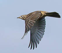 Mistle Thrush