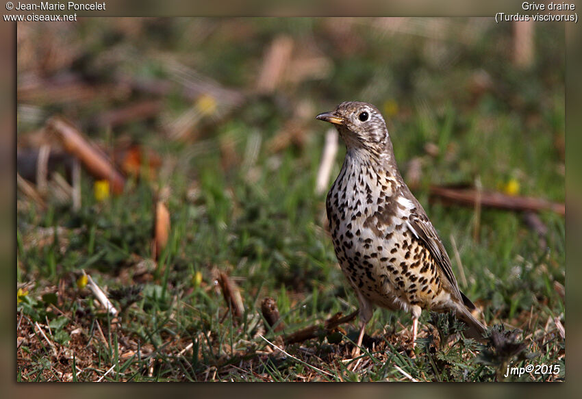 Mistle Thrush