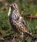 Mistle Thrush