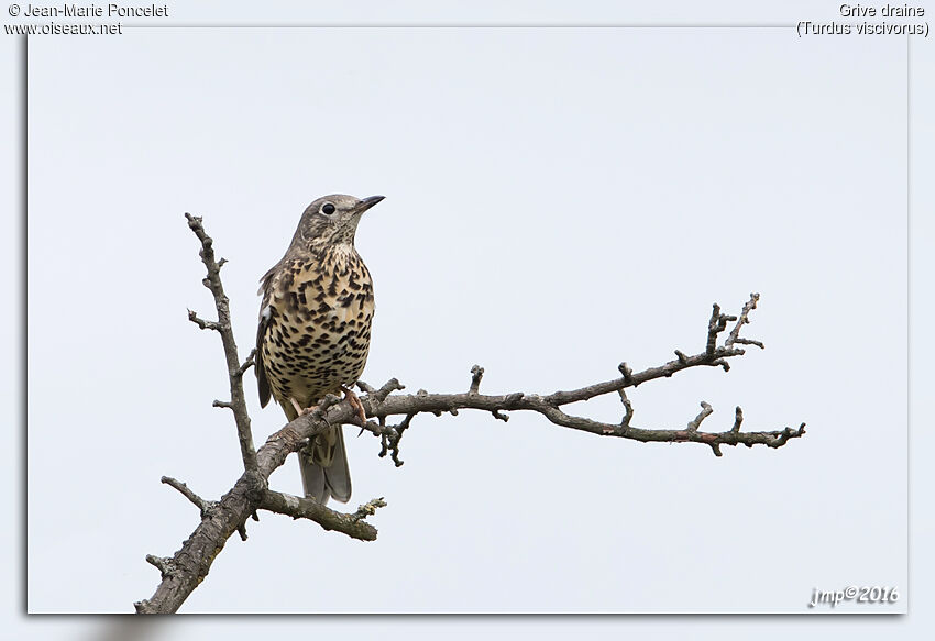 Mistle Thrush