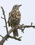 Mistle Thrush