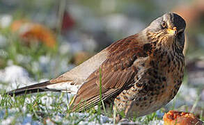 Fieldfare