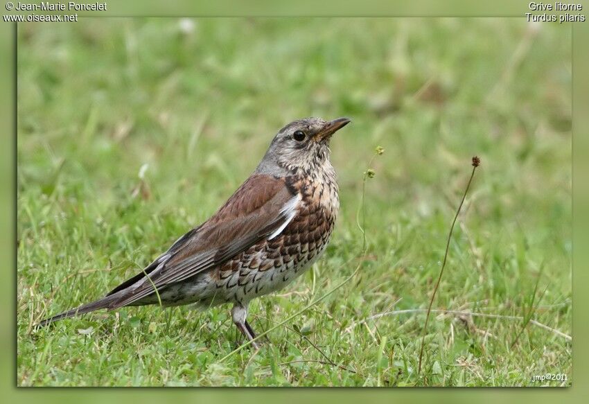 Fieldfare