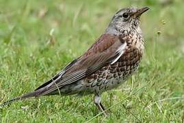 Fieldfare