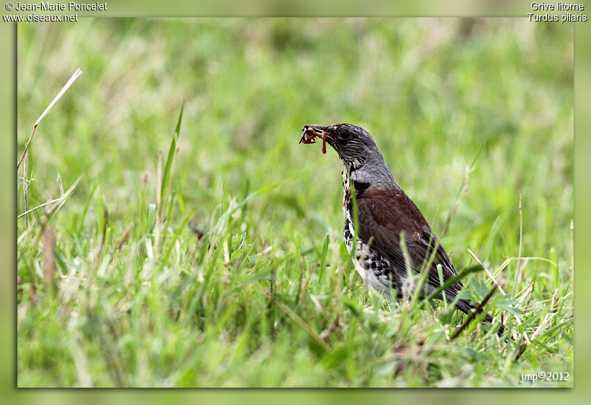 Fieldfare