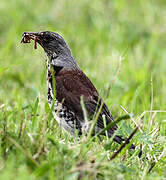 Fieldfare