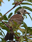 Fieldfare