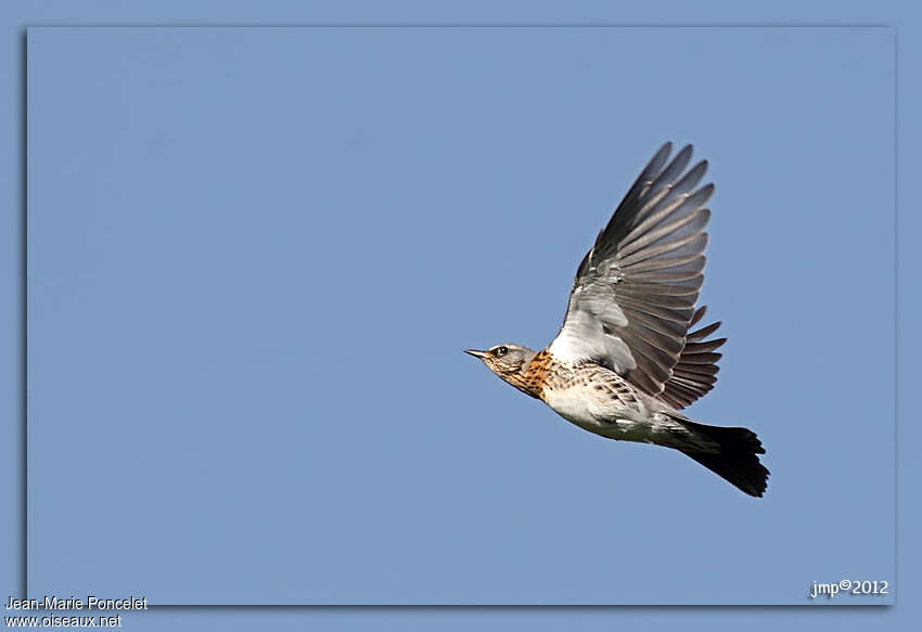 Fieldfare