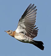 Fieldfare