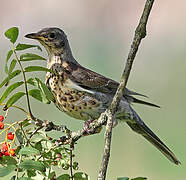 Fieldfare