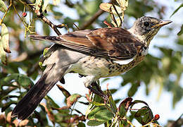 Fieldfare