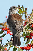 Fieldfare