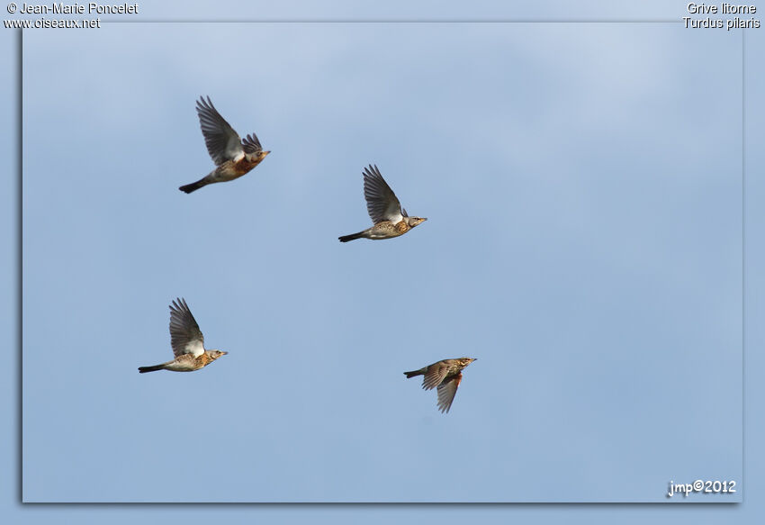 Fieldfare