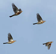 Fieldfare