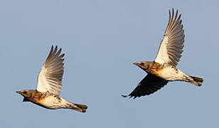 Fieldfare