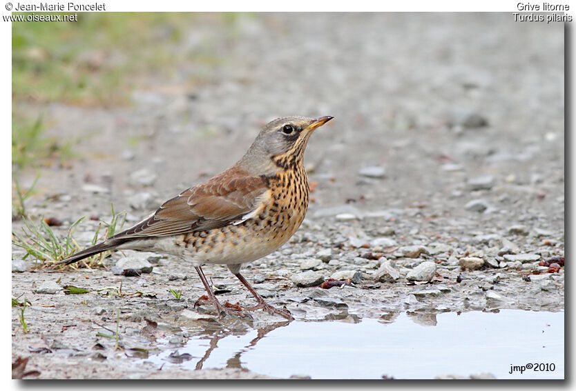 Fieldfare