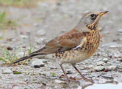 Fieldfare