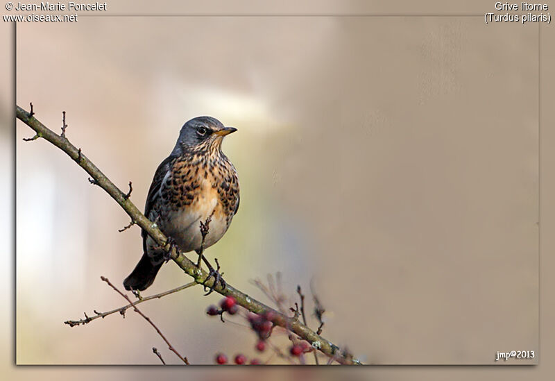 Fieldfare