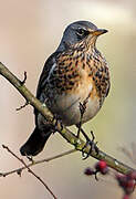 Fieldfare