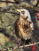 Fieldfare