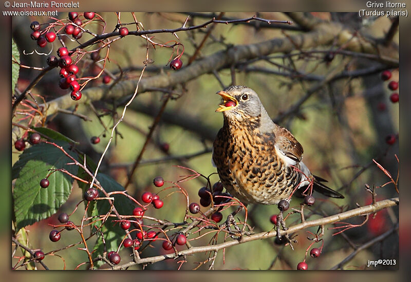 Fieldfare