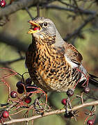 Fieldfare