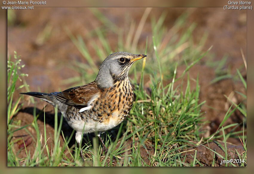 Fieldfare