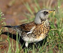 Fieldfare