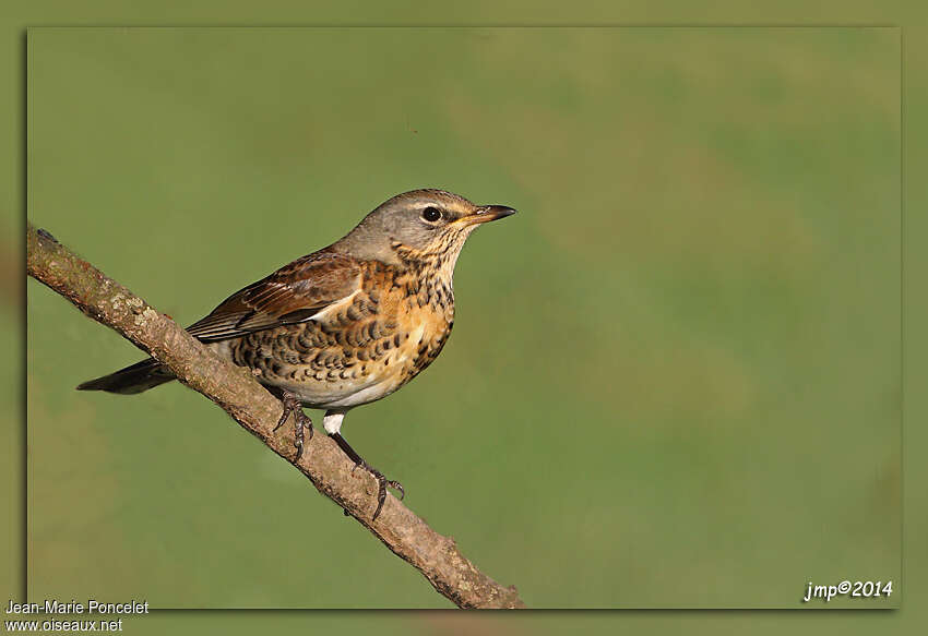 Fieldfare