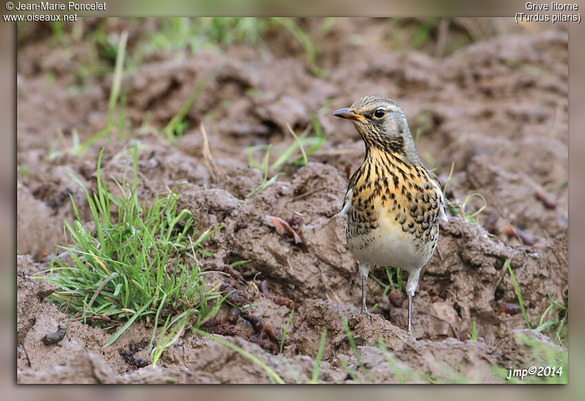 Fieldfare