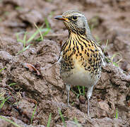 Fieldfare