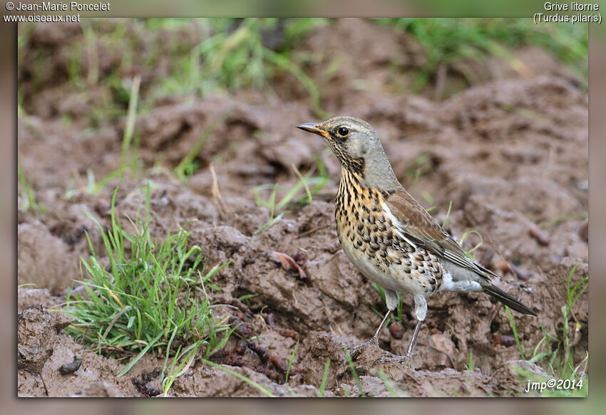 Fieldfare