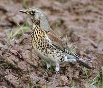 Fieldfare