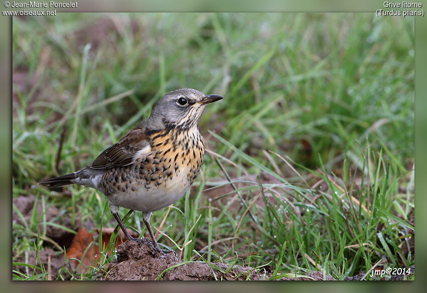 Fieldfare